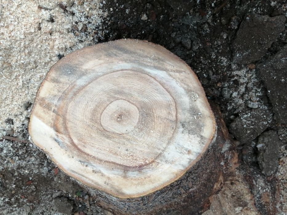Butasi Paulownia