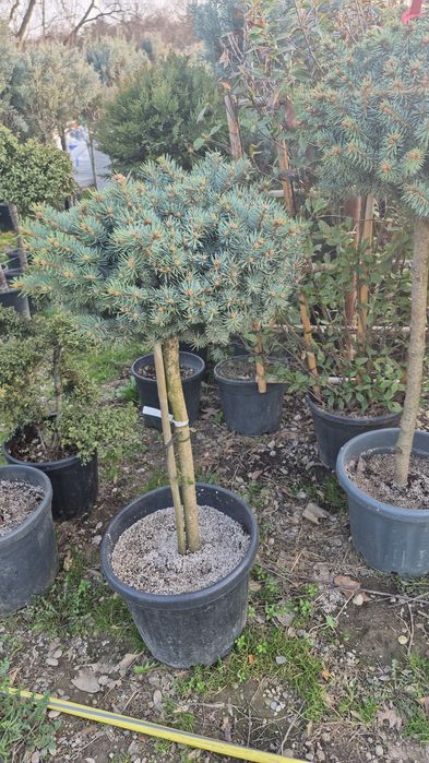 Palmieri  tranhicarpus  cycas