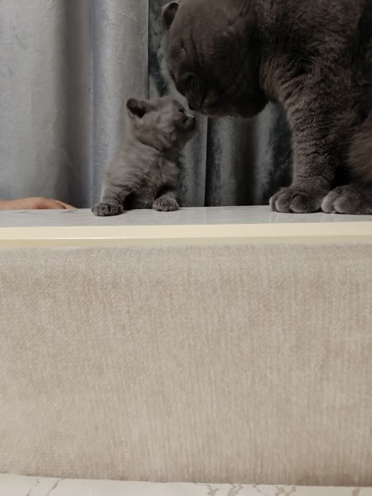 Продам котят британцев