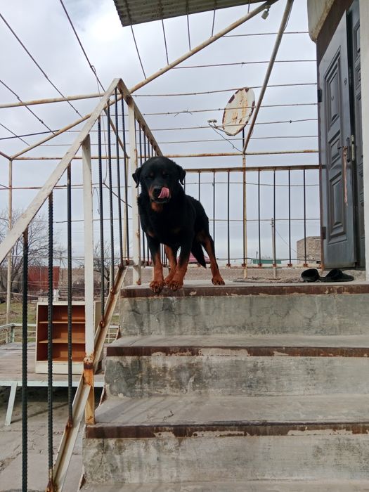 Домашние животные.