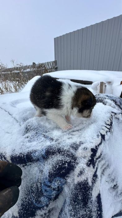 Отдам щенков в добрые руки! Мальчики