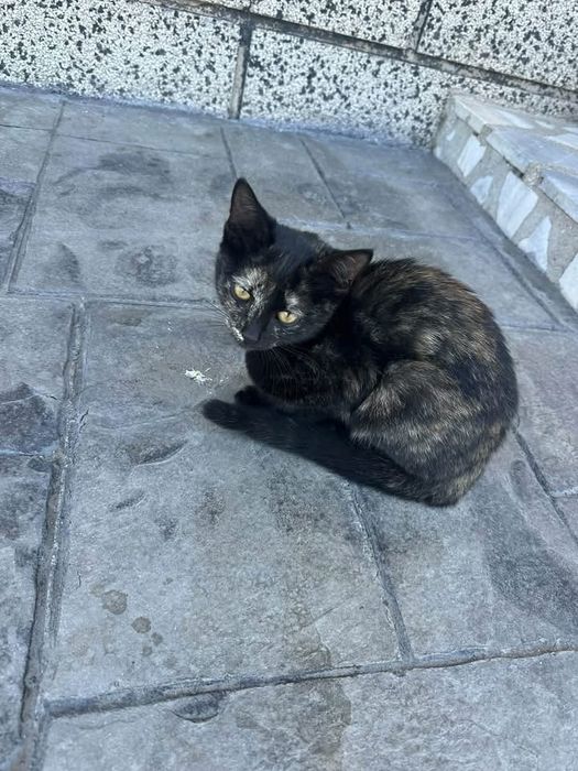 Коте женско черно с петна