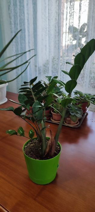 Продам комнатные растения