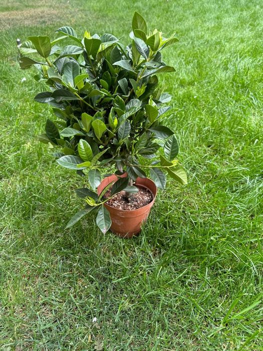 Гардения комнатное растение