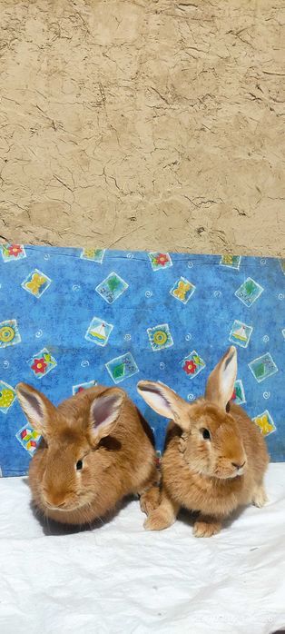 Бургундские кролики от европейских производителей. Куён /Қуён / Quyon