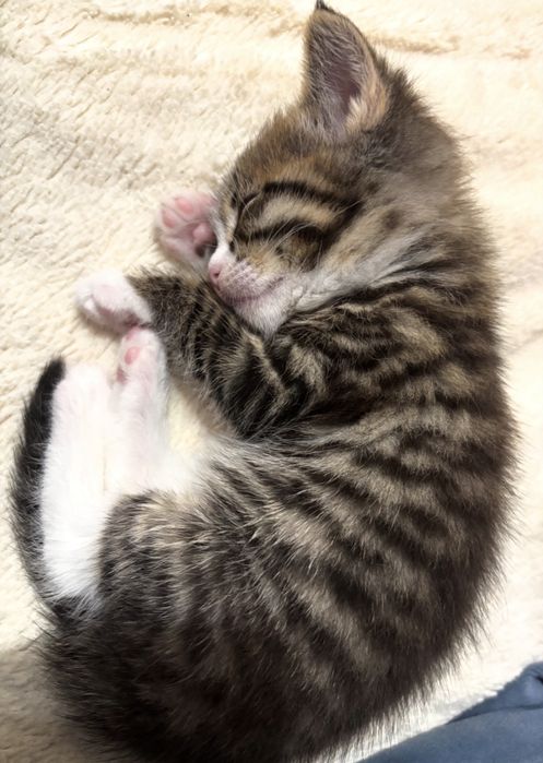 Котёнок(1,5 мес.) г.Алматы