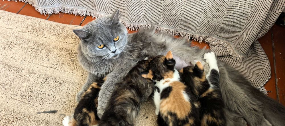 Отдам котят мама британка