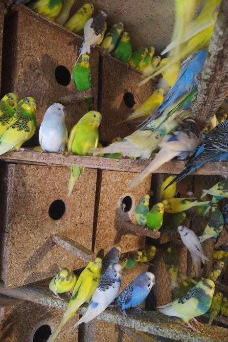 вълнисти папагали и клетки за тях