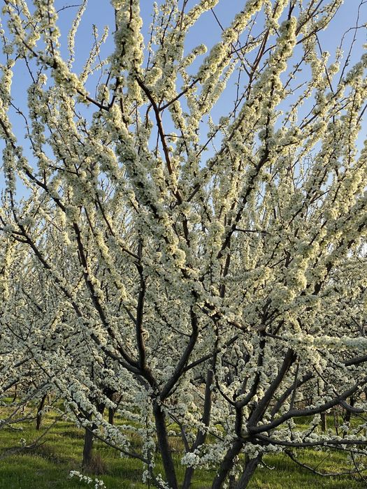 Участок на 4 гектара