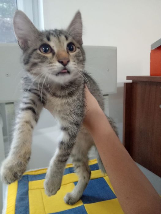 Отдам котёнка в хорошие руки.