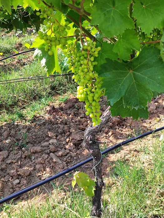 Продава се Земеделски имот в София, Челопечене -  кв.м за 2550 €/дка - Снимка #5