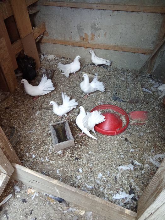 Porumbei de vânzare