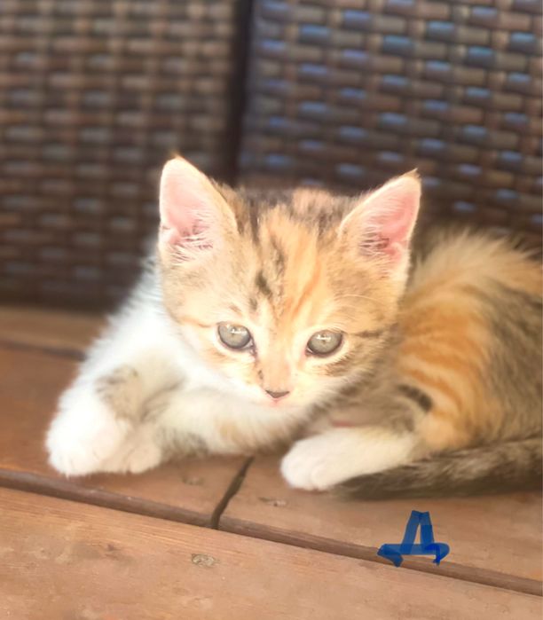 Котята в любящую семью