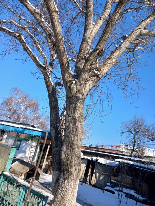 Продам ореховое дерево