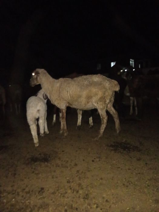 Түкті письки бар жапон әйелдері