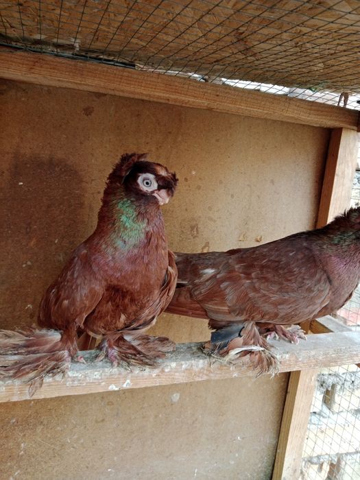 Продам малоносых голубей