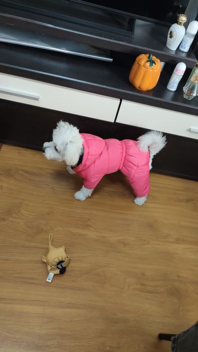 Haina de iarna pentru cățel