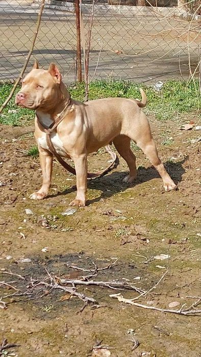 Пит-бультерьер девочка