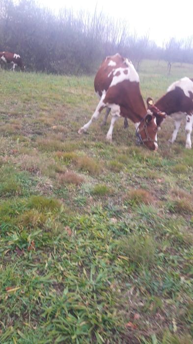 Vaci . Vand 2 din 5 pe ales RED HOLSTEIN