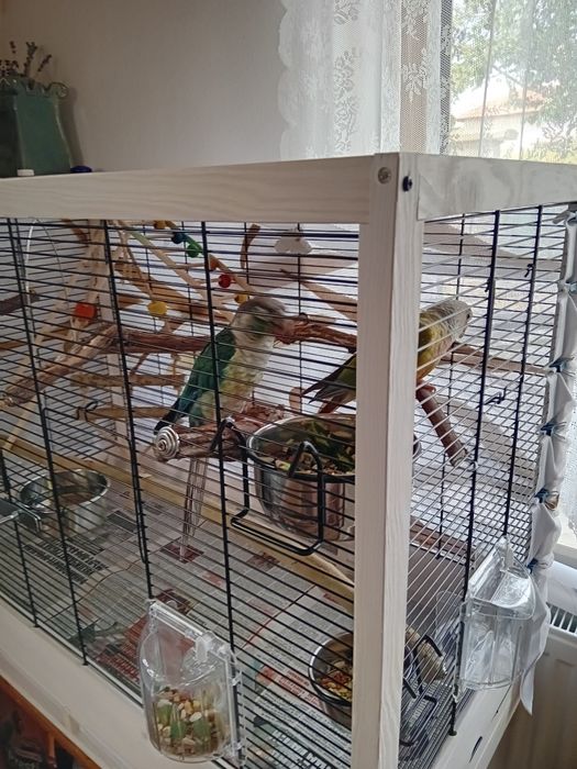 Две  пирури с клетка