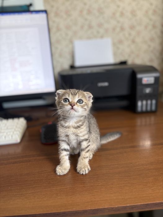 Вислоухая кошка мальчик