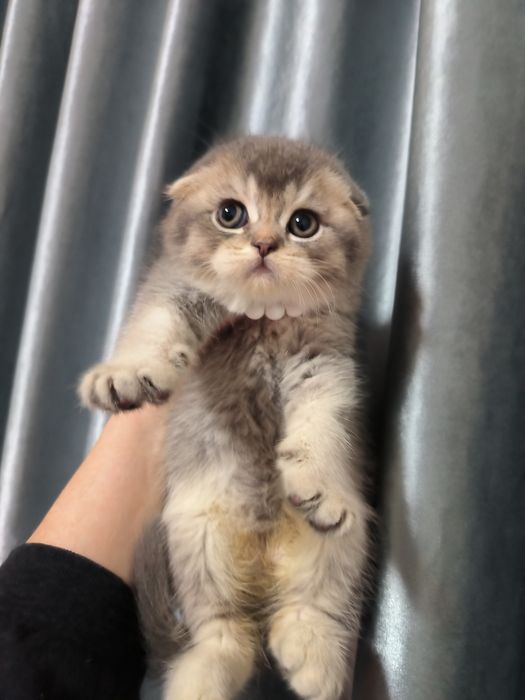 Котёнок от правильной вязки