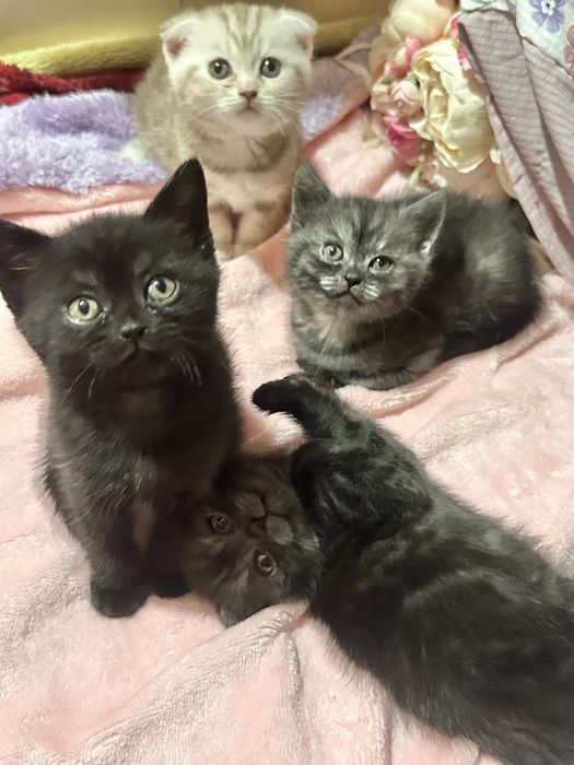 Шотландские котята ищут родителей