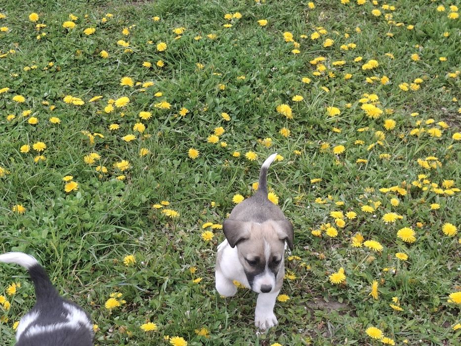 Dau spre adopție 5 căței frumoși
