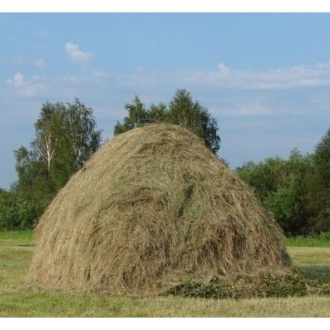 продам луговое сено