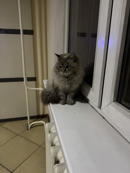 Найден котик в ЖК Керемет