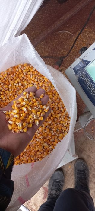 Vand porumb,grau, tarata,orz ,  ,mazare,uruiala,