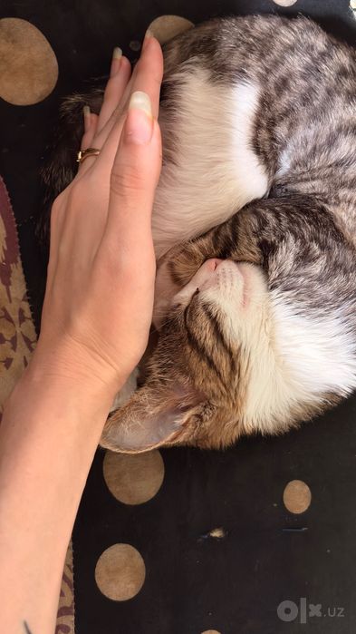Котенок в добрые руки