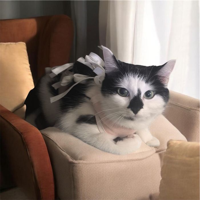 Кошечка в лучшую семью