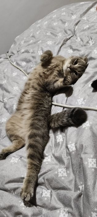 Ищем жениха на вязку