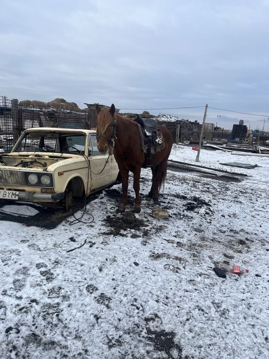 Айғыр сатылады обмен