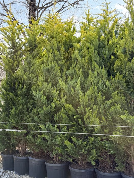 Vand leylandi/leylandi gold calitate extra diferite dimensiuni