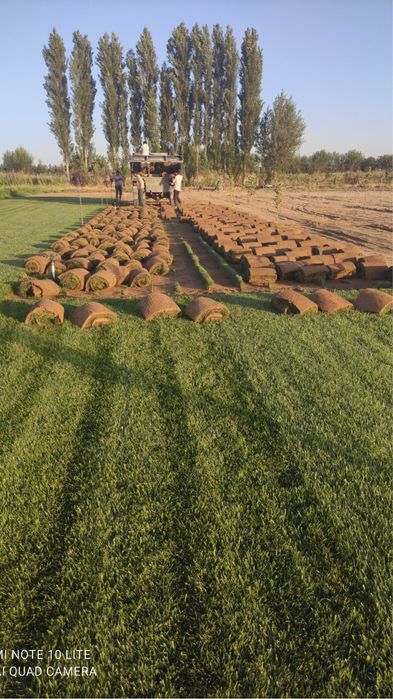 Газон уругр дания