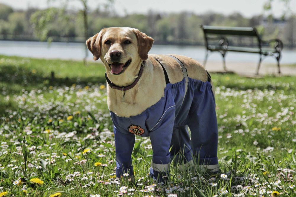 Salopeta Catel impermeabila protectie noroi Masura M si L labrador