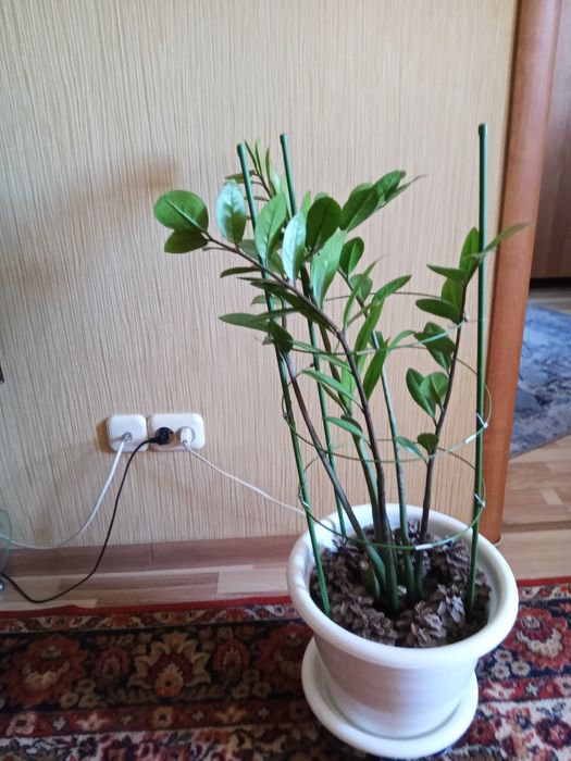 Продаю комнатные цветы