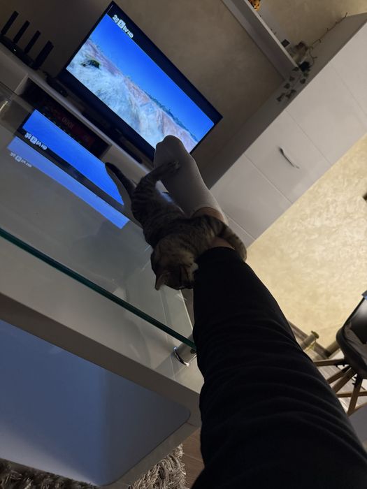 Котки две едната на 5месеца другата на 8месеца