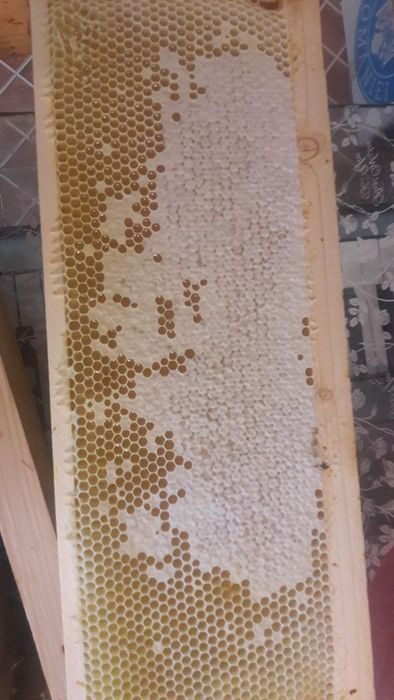 Vand fam albine cu lazi sau fara