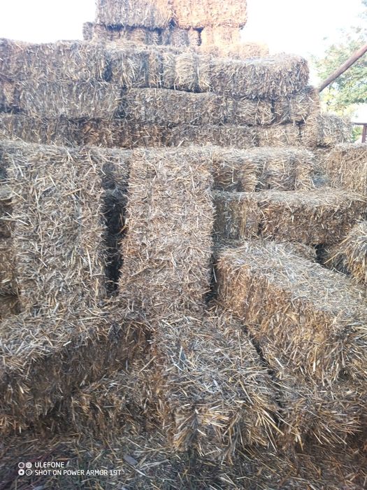 Vand baloti de paie patrati