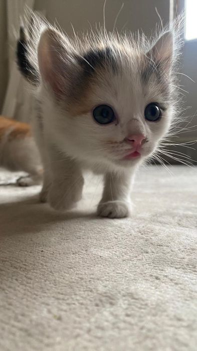 Отдаем котят в хорошие руки