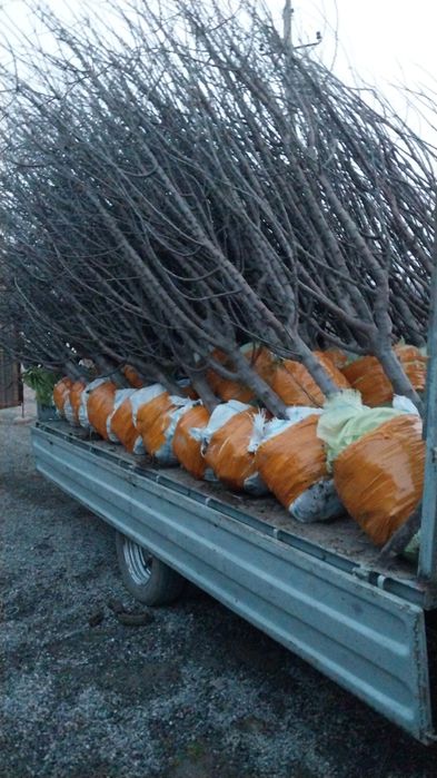 Катта дарат мевали кучатлар 3/8 ёшгача ишонарли сортлар сотувда