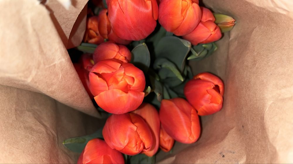 Тюльпаны оптом и в розницу