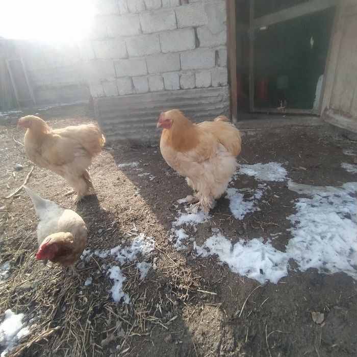 Брама товуклар сотилади