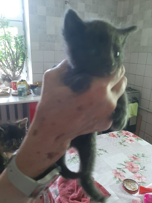 Котята в добрые руки