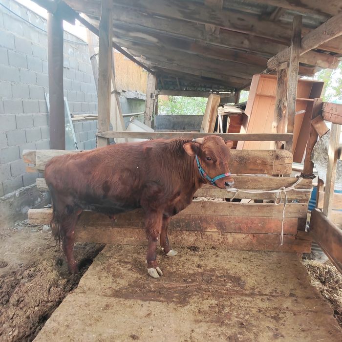 Бык бука продам 1.5 год