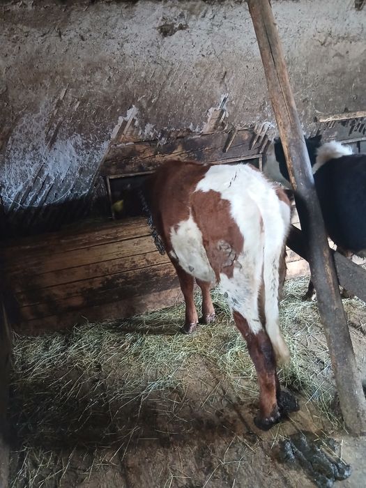 Vand 4 juninci si un taureac