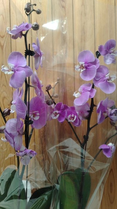 Орхидея! Орхидея!